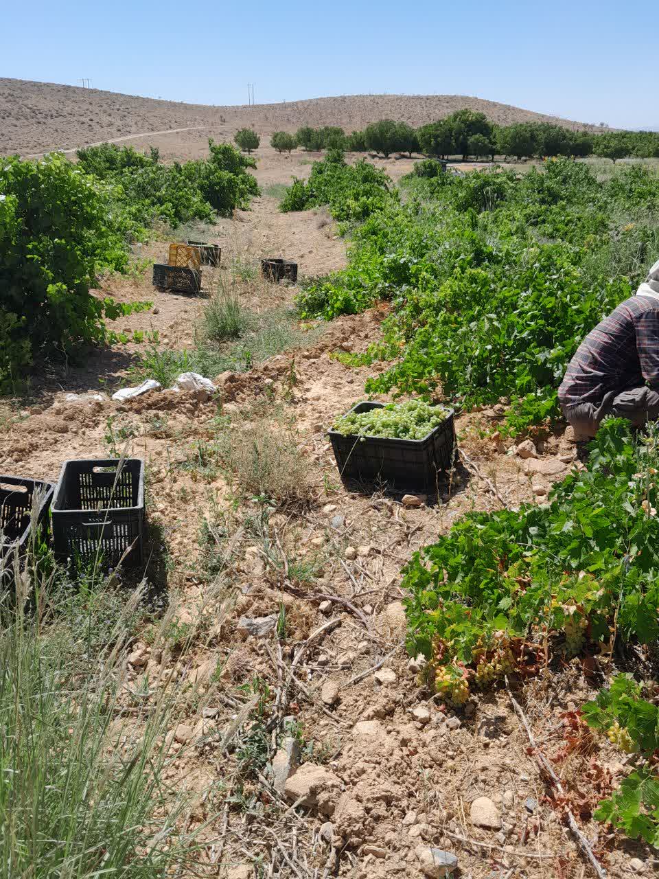 برداشت انگور